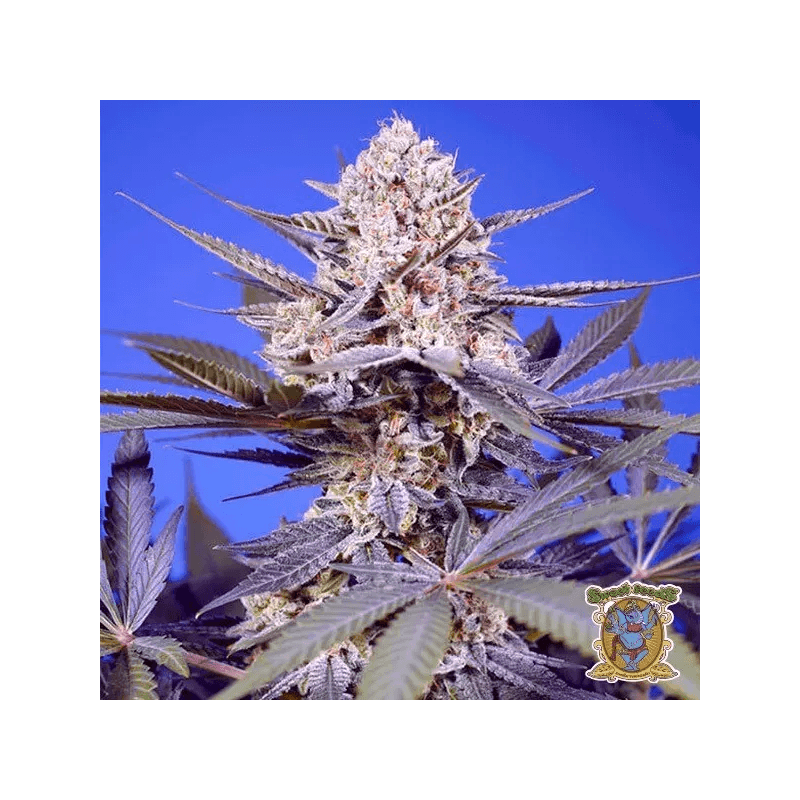 Tropical & Delicious Mix, Фасовка: 4, изображение 3